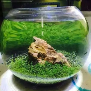 Lovegras (Blatt in Herzform) Bild 7