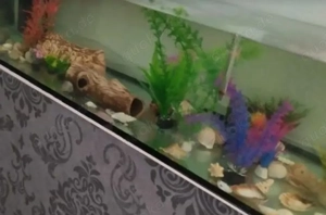 Aquarium 100cmx40cm mit Zubehör 