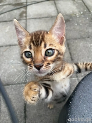 Bengal Kitten 
