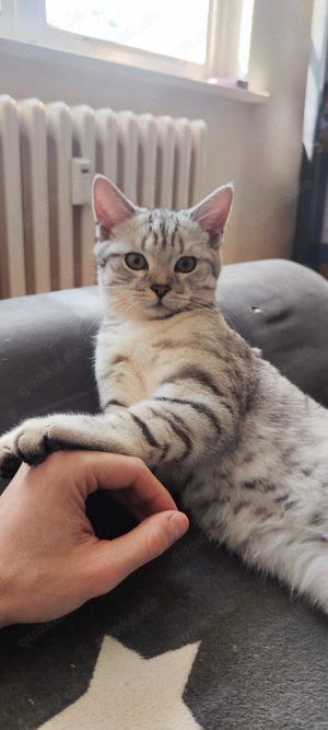 BKH Mix zum verkaufen 