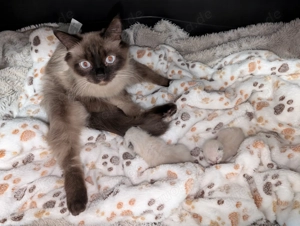 Katze ab Mitte Dezember 