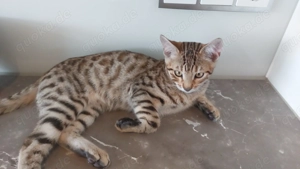 Bengal Kater sucht leider neues Zuhause ! 