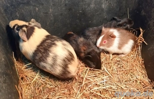 Meerschweinchen Babys 