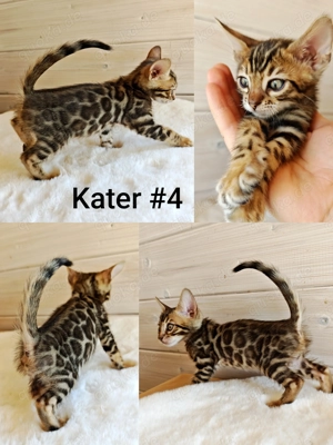 Premium Bengal Katzen Kitten mit Stammbaum  Bild 6