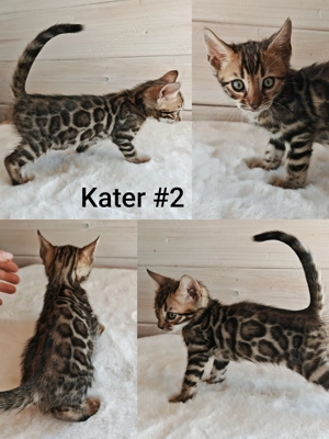 Premium Bengal Katzen Kitten mit Stammbaum  Bild 4