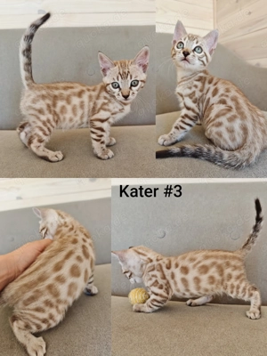 Premium Bengal Katzen Kitten mit Stammbaum  Bild 5