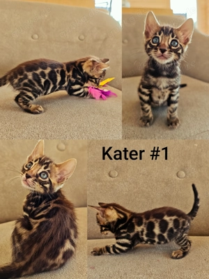 Premium Bengal Katzen Kitten mit Stammbaum  Bild 3