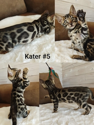 Premium Bengal Katzen Kitten mit Stammbaum  Bild 7