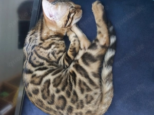 Bengal Kätzin sucht leider neues Zuhause !