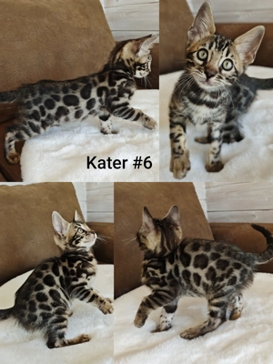 Premium Bengal Katzen Kitten mit Stammbaum  Bild 8