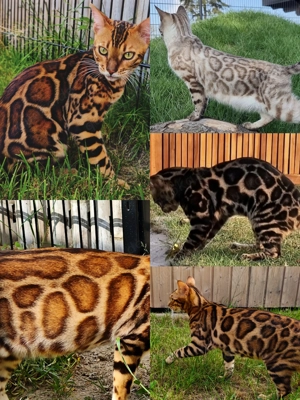 Premium Bengal Katzen Kitten mit Stammbaum  Bild 2