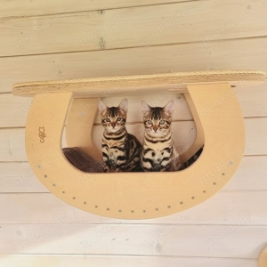 Die Katzenpension - Ein Zuhause auf Zeit Bild 5