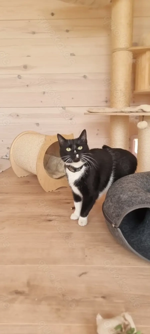 Die Katzenpension - Ein Zuhause auf Zeit Bild 7