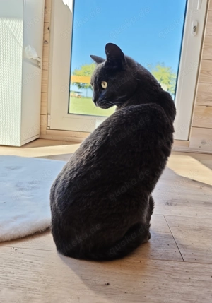 Die Katzenpension - Ein Zuhause auf Zeit Bild 8