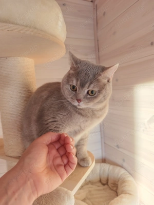 Die Katzenpension - Ein Zuhause auf Zeit Bild 9