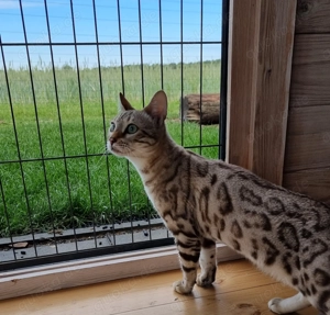 Die Katzenpension - Ein Zuhause auf Zeit Bild 10