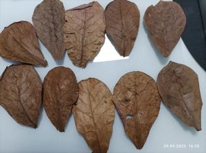 Catappa-Leaves große Seemandelbaumblätter