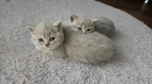 BKH Katze British Kurzhaar