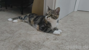 Katze sucht neues Zuhause 