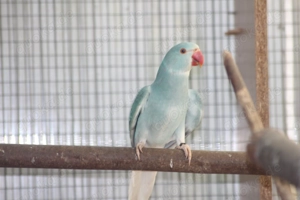 Halsbandsittche WKWS