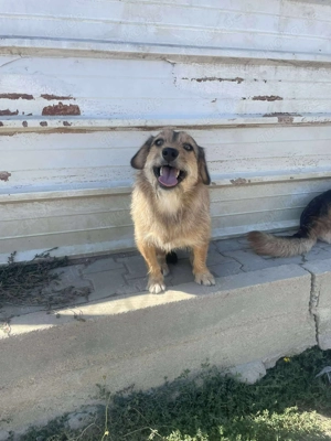 Kleiner Wuschel Chester 