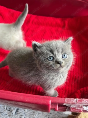 Reinrassige BKH Kitten blue