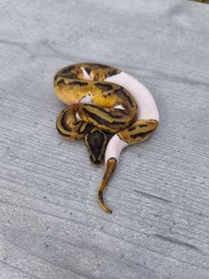 1.0 Pastel Piebald het. Albino