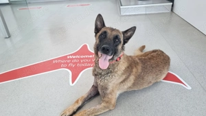 DANNY, freundlich, aufmerksam, gehorsam Bild 4