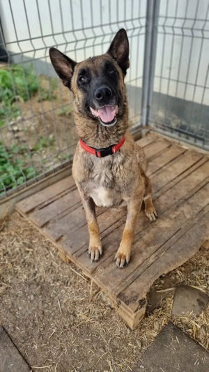 DANNY, freundlich, aufmerksam, gehorsam Bild 2