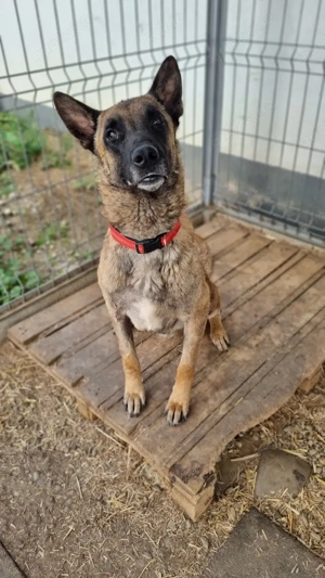 DANNY, freundlich, aufmerksam, gehorsam Bild 3