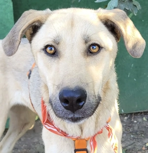 ANKE, eine freundliche, ausgeglichene und anhängliche Hündin