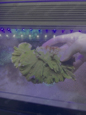 montipora confusa XL Ableger