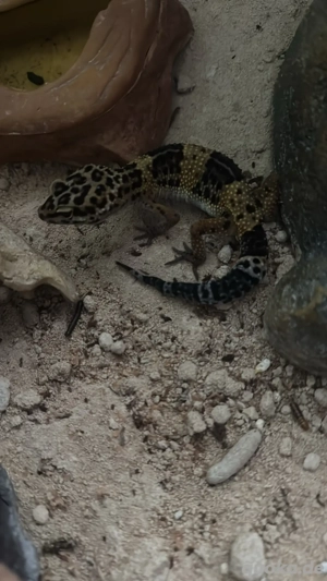 Leopardgecko zu verkaufen