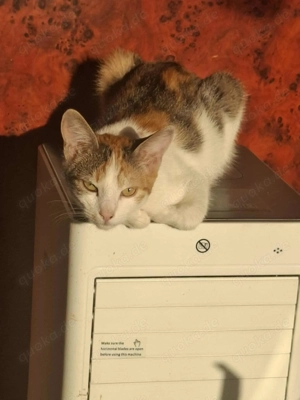 Bonnie, dreifarbig, 7 Mon