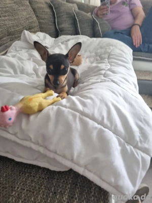 prager rattler  Bild 2