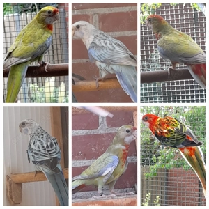 Rosellasittiche  Prachtrosellas