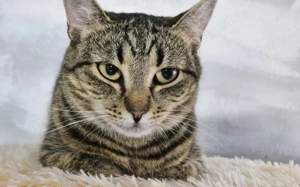 Junge Katzendame Hilly			