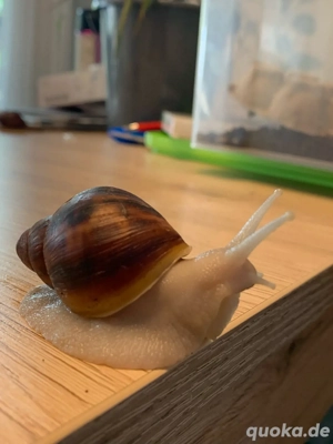 Archachatina marginata suturalis