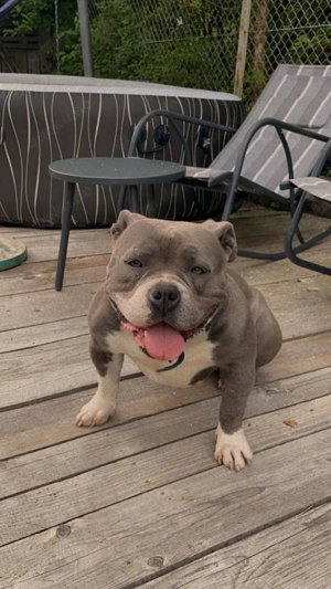 American bully