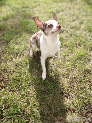 hund Chihuahua deckrüde 