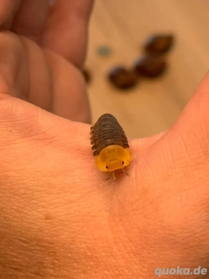 Cubaris spec.  Rubber Ducky  Assel