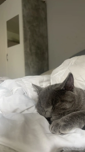 Zwei verschmuste BKH Katzenbabys suchen liebevolles Zuhause   