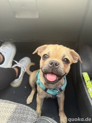 Französiche Bulldogge   Mops 7Monate