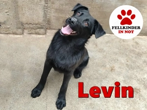 Jungrüde, Welpe, Mischlings-Rüde Levin sucht ein Zuhause oder Pflegestelle
