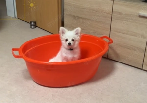 Bingo darf ausziehen 