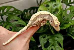 Junge Harlequin Kronengecko abzugeben