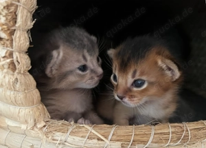 Traumhaft schöne Abessinier Variant Kitten mit Stammbaum  Bild 7