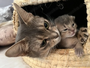 Traumhaft schöne Abessinier Variant Kitten mit Stammbaum  Bild 5