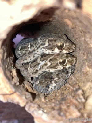 Viperngeckos, Hemidactylus imbricatus Bild 4