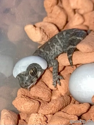 Viperngeckos, Hemidactylus imbricatus Bild 3